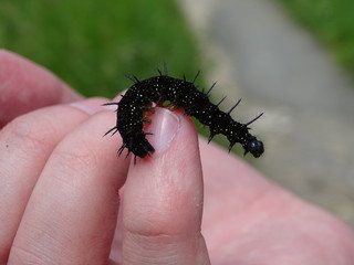 Large black caterpillar on hand