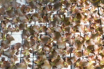 Salatsetzlinge, Kopfsalat