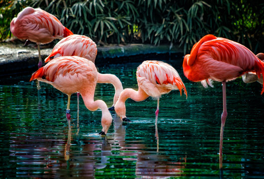 Group of Chilean Flamingos are standing in water and their heads are in water.They are finding some food in water. It is wildlife photo.