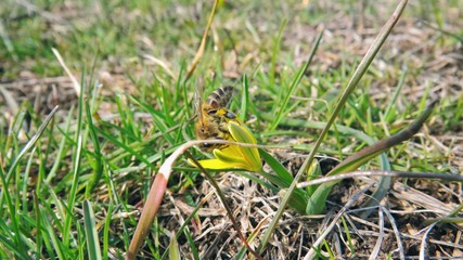 Yellow flowers with green grass.Primroses