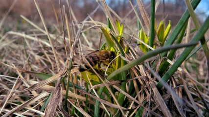 animals in the wild in spring