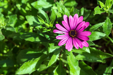 Beautiful lonely lilac flower like a daisy. Osteospermum Eklon (Osteospermum ecklonis) on the background of green leaves. Close-up. Texture.