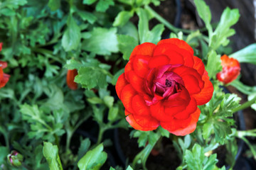 Beautiful red juicy lonely flower - buttercup. Ranunkulyus Red (Red) on a sunny day in the Spanish city park.