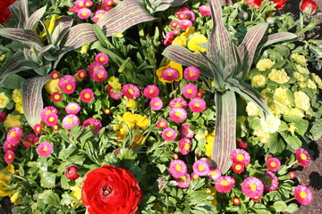 Bunte Frühlingsblumen