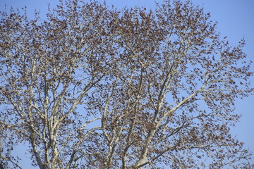 Earrings flowering silver poplar. Flowering poplar