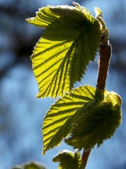 green spring leaves