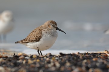 dunlin