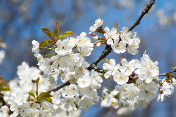 tree branches with beautiful blossoming flowers spring season concept