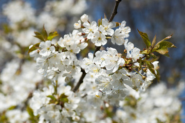 tree branches with beautiful blossoming flowers spring season concept