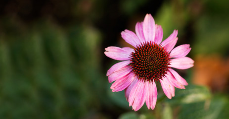 Obraz premium pink flower