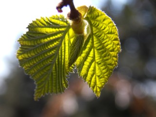 green spring leaves