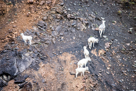 A Family Of Wild Sheep Climb Their Way Back To The Mountain Top In Denali National Park.