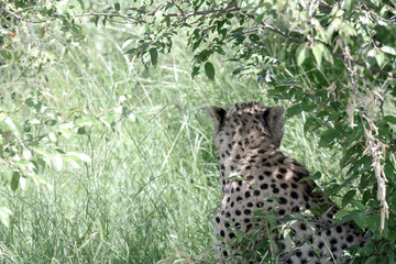 Portrait Cheetah in Massai Mara © JoseAntonio