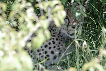 Fototapeta na wymiar Portrait Cheetah in Massai Mara