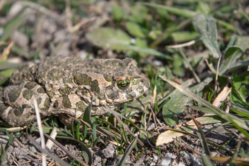 Frog in the grass. A green frog sits in the grass. Toad resting in the spring on the grass.