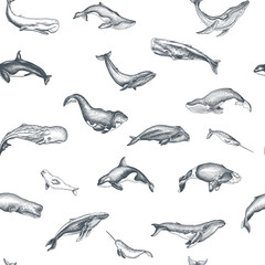 Pattern with whale. Hand drawn vector illustration with wildlife animals.