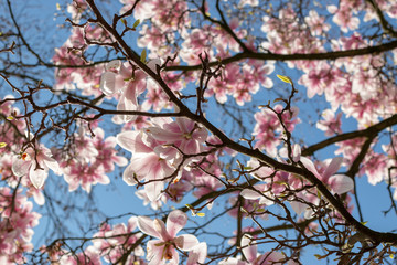 Magnolienblüten vor blauem Himmel im Frühling