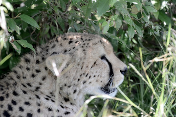 Portrait Cheetah in Massai Mara © JoseAntonio