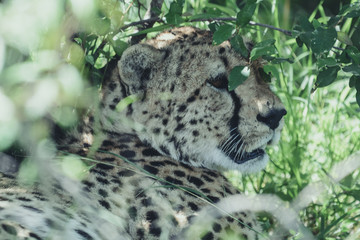 Naklejka na ściany i meble Portrait Cheetah in Massai Mara