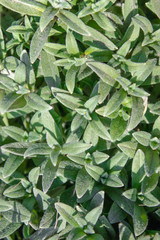 Obraz premium Green grass background and natural texture. Background green grass mat summer spring texture