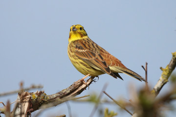 YellowHammer