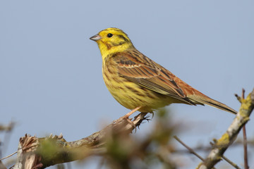 YellowHammer