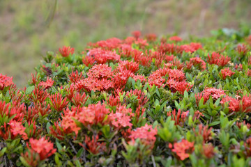 Tropical ornamental shrubs with small red flowers