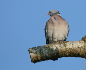 Wood Pigeon