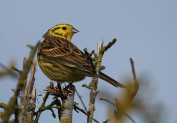 YellowHammer