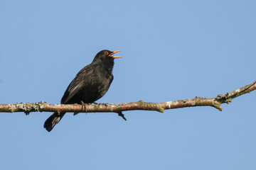 Singing Blackbird - 259019091