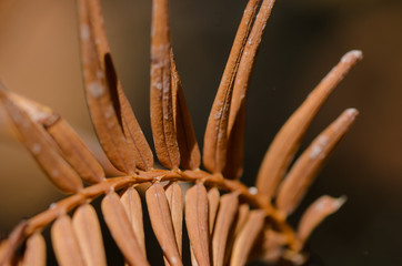 The Golden Needles of the Dawn Redwood in Autumn