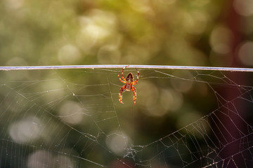 The spider (Araneus diadematus) with cobwebs