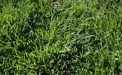 green grass background