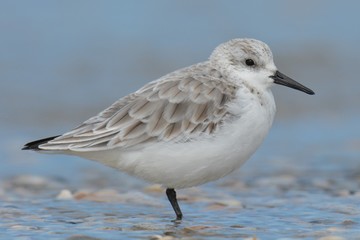 close up sanderling