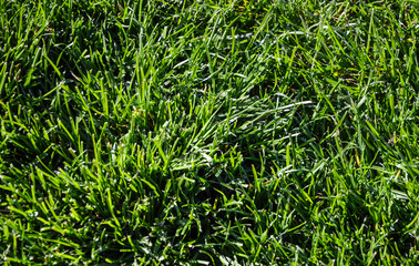 green grass background