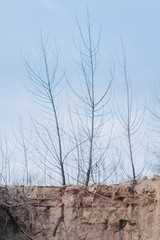 Arid ground. Layers of clay and sand underground. The roots of the trees are underground. Vertical photo. Soil with clay and sand.