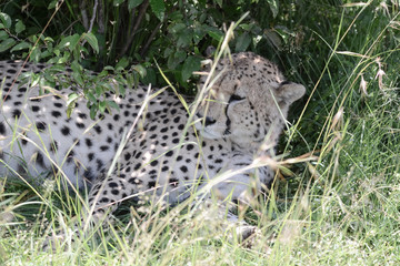 Portrait Cheetah in Massai Mara