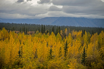 Scenic in Alaska of yellow Birch Trees and green pines under fog.