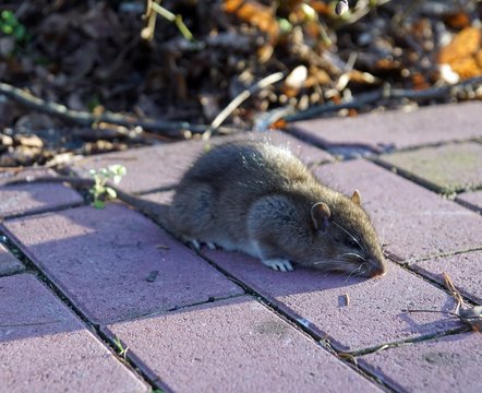 Ratte