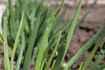 Green onions germinate with zamly. Onion feathers grow in spring.