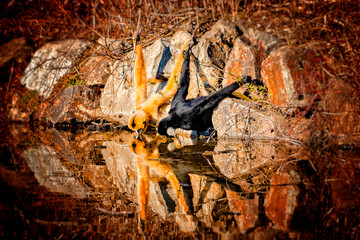 Two Gibbons are drinking water. Holding up the rocks and leaning over the water.