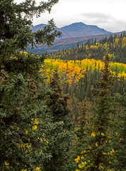 Naklejka premium Scenic in Alaska of yellow Birch Trees and green pines under fog.