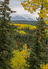 Scenic in Alaska of yellow Birch Trees and green pines under fog.