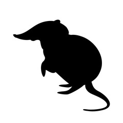 Black and rufous elephant shrew,vector illustration