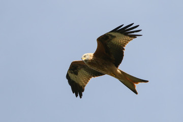 Red Kite