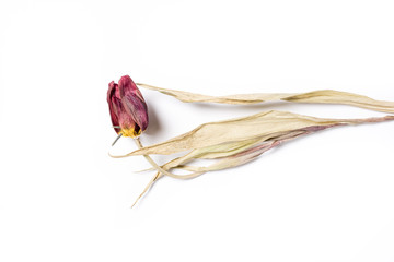 Dried tulip flower over white background. Withered flower.