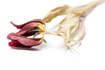 Dried tulip flower over white background. Withered flower.