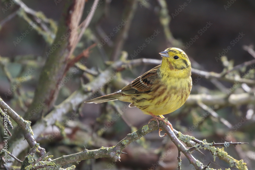 Wall mural yellowhammer