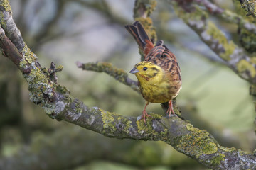 YellowHammer
