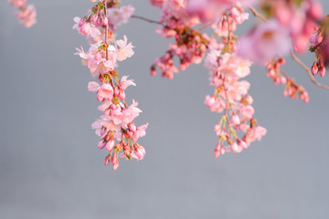 Sakura cherry blossoms spring seasons